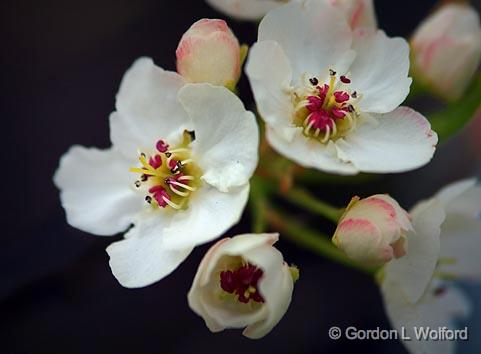Apple Blossoms_47650-1.jpg - Photographed at Delaware, Ohio, USA.